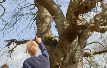 Academic, Oliver Visick, looks at veteran tree.