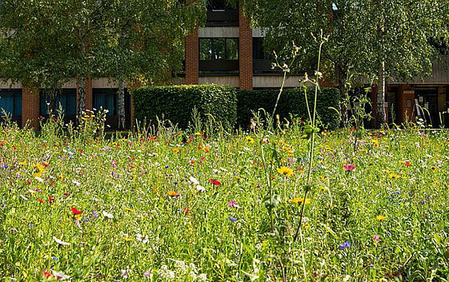 Wildflowers on campus
