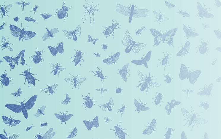 An illustration of lots of different insects that start to fade away on the right hand side